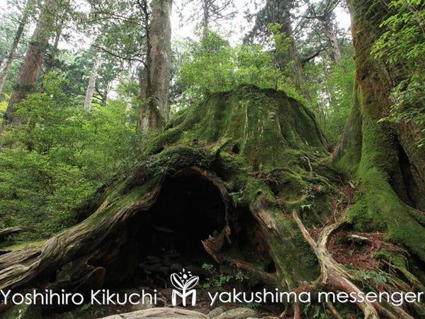 ■往復航空機利用!【ガイドと行く★レンタル3点(靴&リュック&雨具)付き!縄文杉トレッキングツアー】世界遺産「屋久島」民宿やくすぎ荘指定 3泊4日3